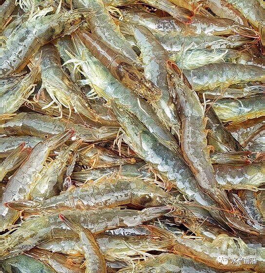 出蝦27斤/立方，連續(xù)三造成功后，工廠化養(yǎng)蝦在他看來并不難！